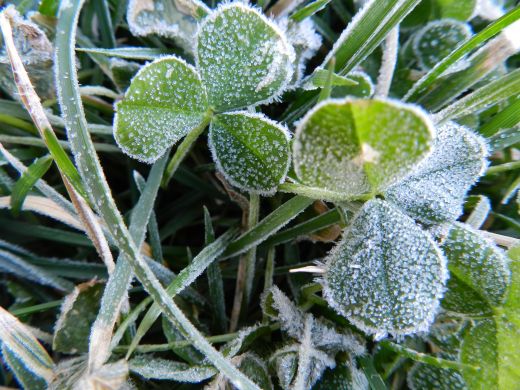 Klee Raureif Klee Raureif